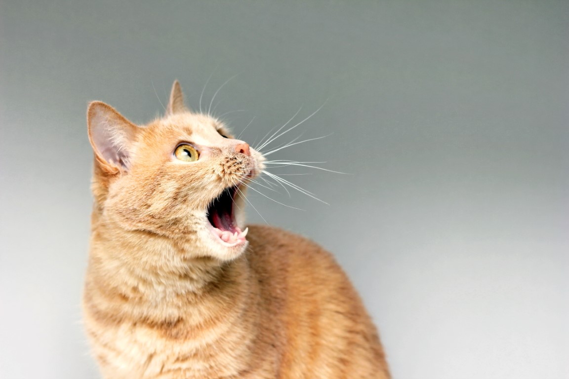 surprised-cat-amazement-cat-open-your-mouth-surprise-extreme-degree-surprise-frightened-cat-be-shock-stupor.jpg